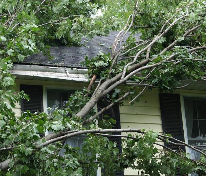 a tree that fell on top of a house